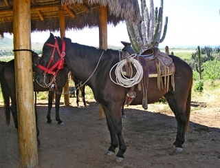 Caballos preparados